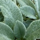 RCY 150 AU Seeds Lambs Ear Stachys Byzantina Fluffy Leaf Rockery Ground Cover