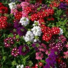 RCY Ideal Florest Verbena 100 AU Seeds Cottage garden Boarders 30cm Clusters