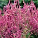 RCY Pink Flower STATICE Suworowii 200 AU seeds Annual Cut Dried Flowers
