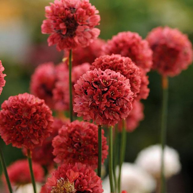 RCY Rare Armeria Ballerina Red 10 AU Seeds