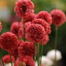 RCY Rare Armeria Ballerina Red 10 AU Seeds