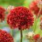 RCY Rare Armeria Ballerina Red 10 AU Seeds