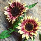 RCY Pink Sunflower 10 AU Seeds Cut Flowers Sunflowers Lilac 130cm tall Rare Hybrid