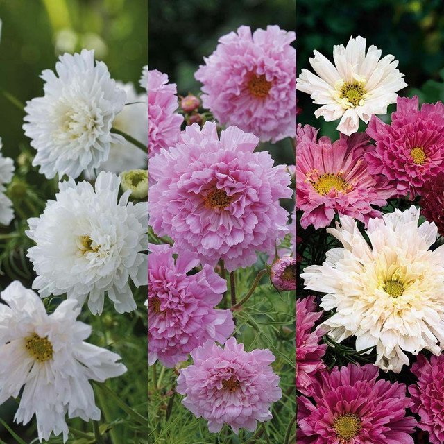 RCY 15 AU Seeds Cosmos Double Click Mix 3 Colours Bee Garden 1 meter tall