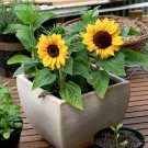 RCY Mini Sunflowers Sunny Smile Dwarf 10 AU Seeds Small Pot Size easy to grow