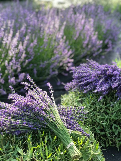 RCY 100 AU seeds LAVENDER True English Lavandula Angustifolia Medicinal Garden