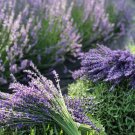 RCY 100 AU seeds LAVENDER True English Lavandula Angustifolia Medicinal Garden