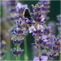 RCY 100 AU seeds LAVENDER True English Lavandula Angustifolia Medicinal Garden