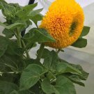 RCY Sunflowers Teddy Bear 15 AU Seeds Multiple Blooms Fluffy Long Lasting
