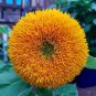 RCY Sunflowers Teddy Bear 15 AU Seeds Multiple Blooms Fluffy Long Lasting
