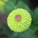 RCY 10 AU Seeds Zinnia Queen Lime with Blotch Annual Premium US Cut Flower Rare