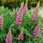 RCY Russel Lupin Mixed Colours 25 AU Seeds Flower Garden Tassie Grown