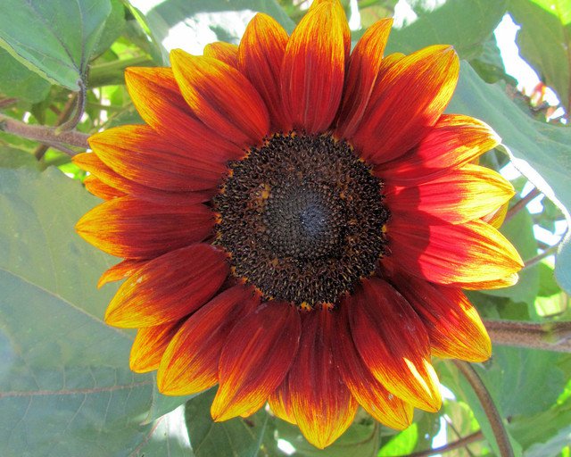 RCY Royal Velvet Sunflower 10 AU Seeds Red Exotic Rare Unique 1.5m Tall