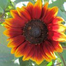 RCY Royal Velvet Sunflower 10 AU Seeds Red Exotic Rare Unique 1.5m Tall