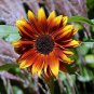 RCY Royal Velvet Sunflower 10 AU Seeds Red Exotic Rare Unique 1.5m Tall