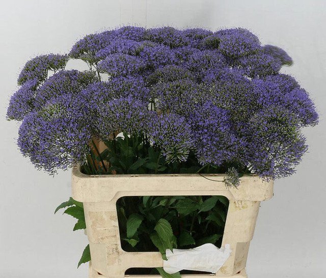 RCY Trachelium Caeruleum Throatwort Lilac 20 AU Seeds pelleted Purple Bees