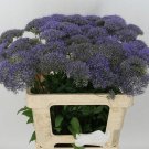 RCY Trachelium Caeruleum Throatwort Lilac 20 AU Seeds pelleted Purple Bees
