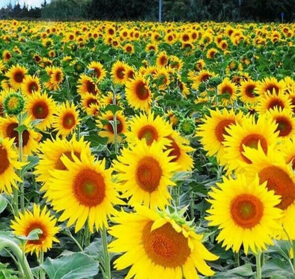 RCY Happy Face Yellow Sunflowers 10 AU Seeds easy to grow 70cm