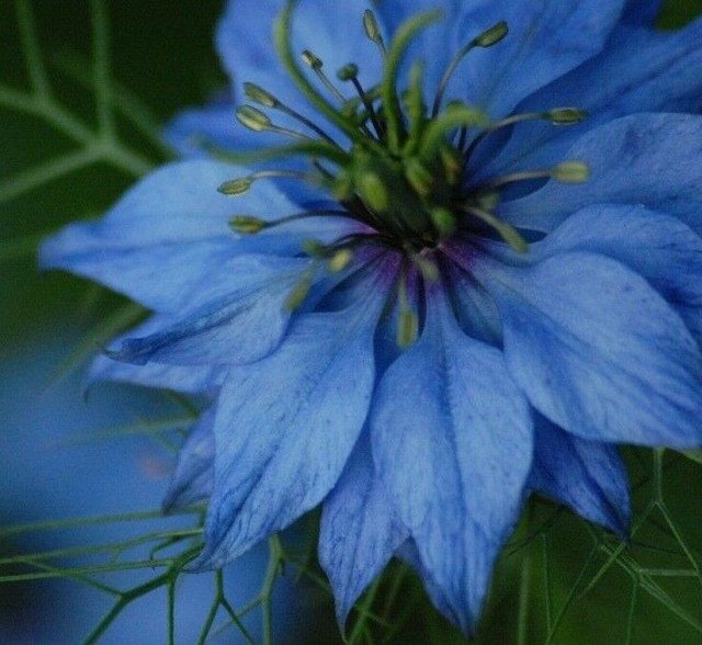 RCY Nigella damascena Miss Jekyll Blue flowers 100 AU Seeds Love In A Mist