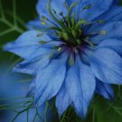 RCY Nigella damascena Miss Jekyll Blue flowers 100 AU Seeds Love In A Mist