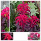 RCY 200 AU Seeds Amaranthus Tricolor Early Splendor josephs coat