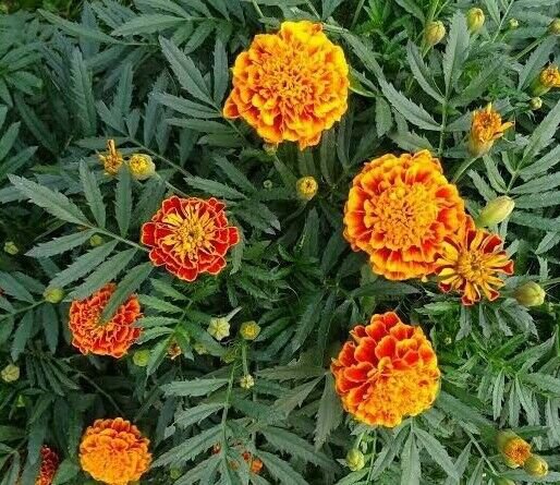 RCY 30 AU Seeds French Marigold