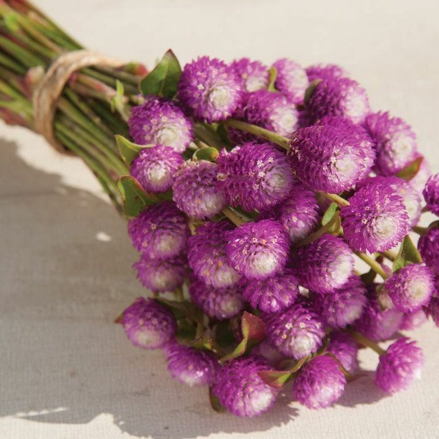 RCY 25 AU Seeds Gomphrena Audray Bicolour Rose Globe Amaranth Cut or Dried Flower