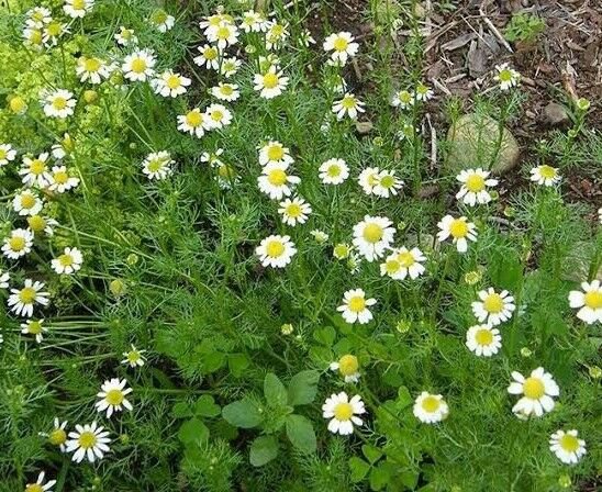 RCY 200 AU Seeds German Chamomile Cottage Flower Tea Medicine