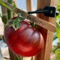RCY Red TOMATO Beauty 15 AU Seeds Heirloom Organic Rare Tomatoes Tassie Grown