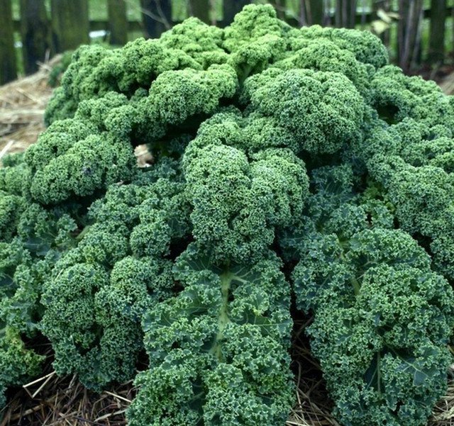 RCY Heirloom Vegetable KALE Dwarf Blue Curled 150 AU Seeds Organically Grown