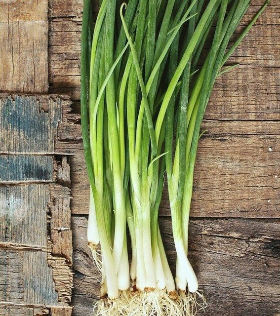 RCY Shallots Bunch Spring Onions 100 AU Seeds Straight Leaf Heirloom