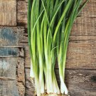 RCY Shallots Bunch Spring Onions 100 AU Seeds Straight Leaf Heirloom