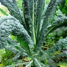 RCY 150 AU Seeds KALE Black Toscana ORGANIC HEIRLOOM Nero Di Toscana