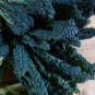 RCY 150 AU Seeds KALE Black Toscana ORGANIC HEIRLOOM Nero Di Toscana