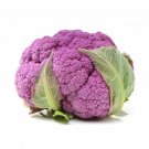 RCY 50 AU SEEDS PURPLE SICILY CAULIFLOWER VEGETABLE MILDER HEIRLOOM VARIETY HARDY