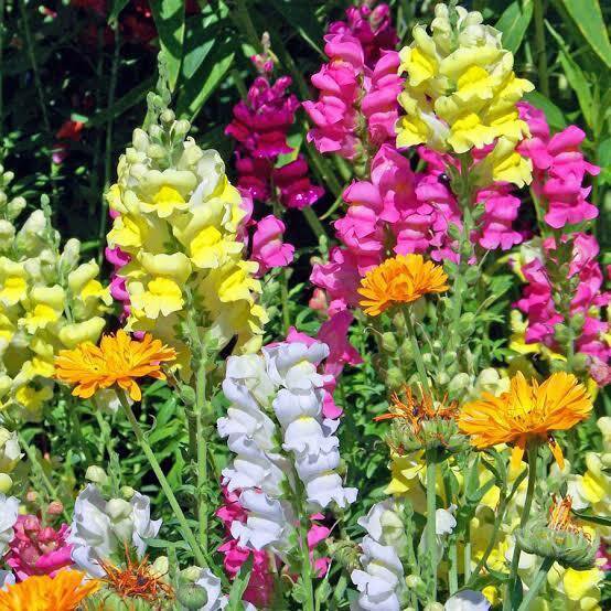 RCY SNAPDRAGON TOM THUMB MIXED COLOUR FLOWER DWARF ANTIRRHINUM 1000 AU SEEDS
