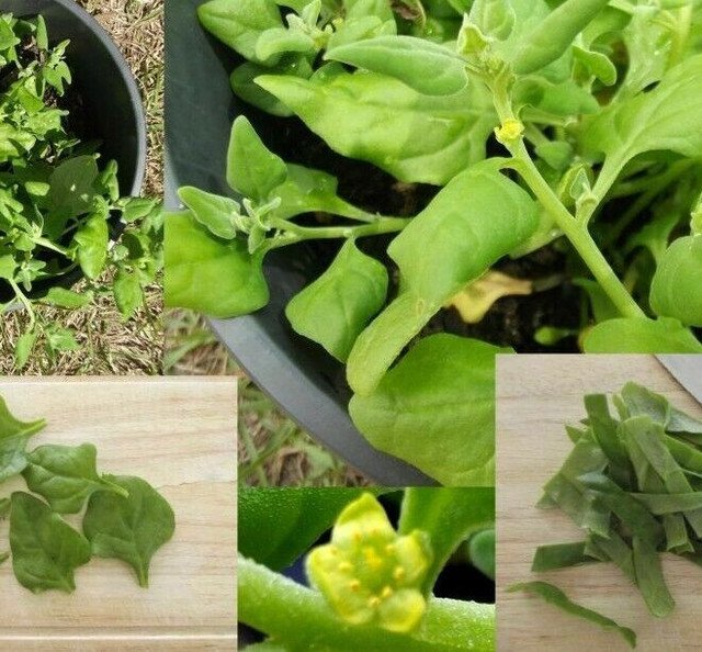 RCY Tetragonia tetragonioides Warrigal Greens 20 AU Seeds edible ground cover