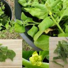 RCY Tetragonia tetragonioides Warrigal Greens 20 AU Seeds edible ground cover