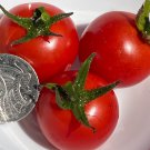 RCY 25 AU Seeds Tommy Toe TOMATO Popular Heirloom Organic Vegetable Tassie Grown