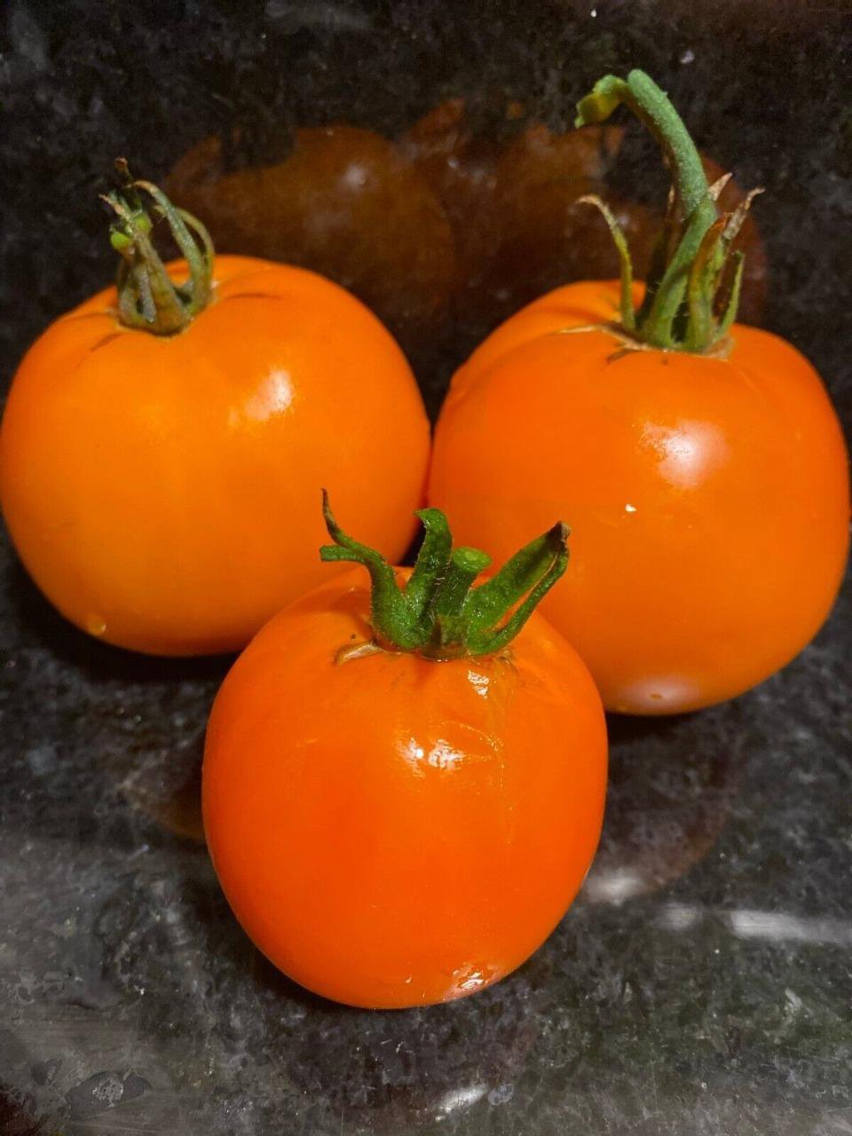 RCY TOMATO Moonglow 20 AU Seeds Tasmanian Grown Organic Heirloom Summer Garden