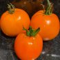 RCY TOMATO Moonglow 20 AU Seeds Tasmanian Grown Organic Heirloom Summer Garden