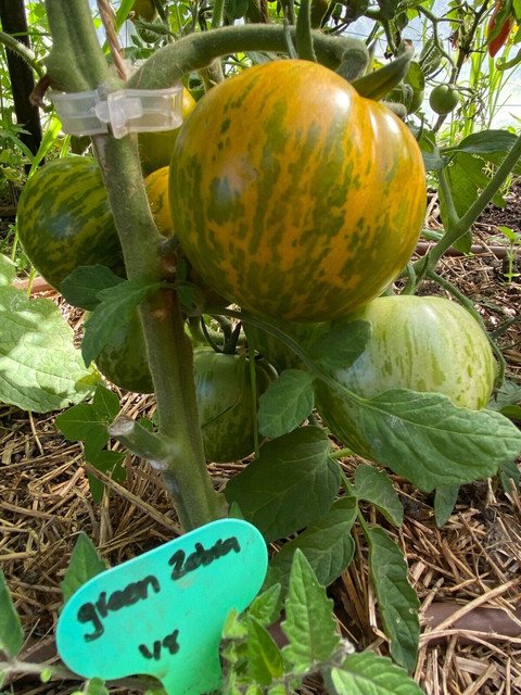 RCY GREEN ZEBRA Tomato Rare 25 AU Seeds Organic Tassie Heirloom Tomatoes