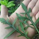 RCY Rocket Dragons Tongue 100 AU Seeds Rare Salad Garden Edible Premium