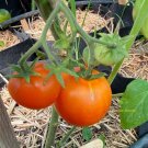 RCY Old German TOMATO 15 AU Seeds Organic Heirloom Tomatoes Tassie Grown
