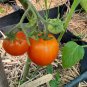 RCY Old German TOMATO 15 AU Seeds Organic Heirloom Tomatoes Tassie Grown