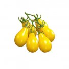 RCY Beams Yellow Pear Tomato Cherry 15 AU Seeds Organic Heirloom