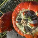 RCY 5 AU Seeds Turks Turban Pumpkin