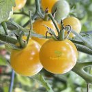 RCY TOMATO Napa Chardonnay 25 AU Seeds Best tasting Cherry Organic Heirloom