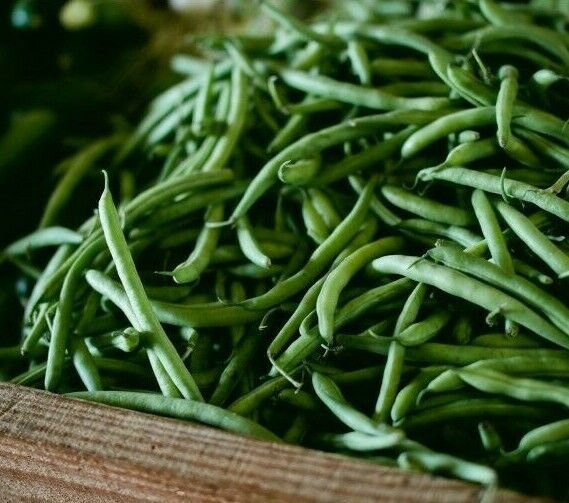 RCY Kentucky Blue Beans 20 AU Seeds Treated Heirloom Vegetable Climbing