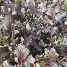 RCY PURPLE MIZUNA 200 AU Seeds Salad Organic Vegetable Garden Fast Easy to grow